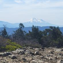 Shasta