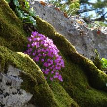 Cliff Flowers