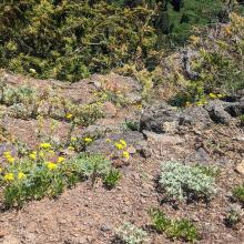 subalpine scrub, several small flowers, xeric conditions