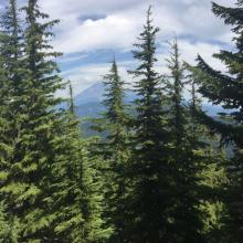 View of Mt Hood
