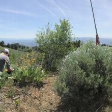Pano