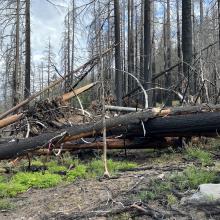Deadfall Timbers across a hiking path
