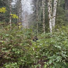Two men navigating an overgrown trail