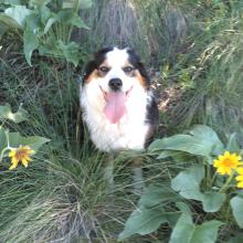 Echo on the Trail