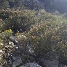 Rocks, boulders and brush, oh my!
