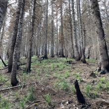 Bushwhack from TH to summit through burn zone