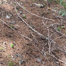 Seedlings regrowing 2 yrs after fire