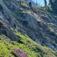 Scramble up the south slope of Bear Mountain (30.06 Peak)