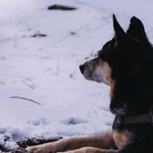 Roscoe in the snow
