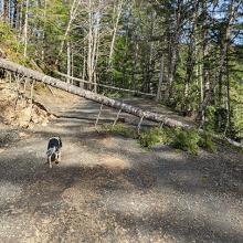 Downed trees