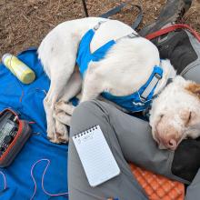 Lance the SOTApup asleep on N7KOM's lap
