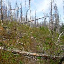 blowdown area