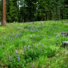Meadow near parking