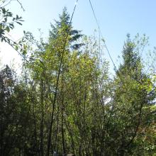 44ft doublet