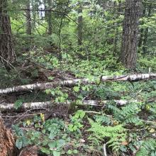 The trail  opens up