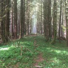 The North Trail